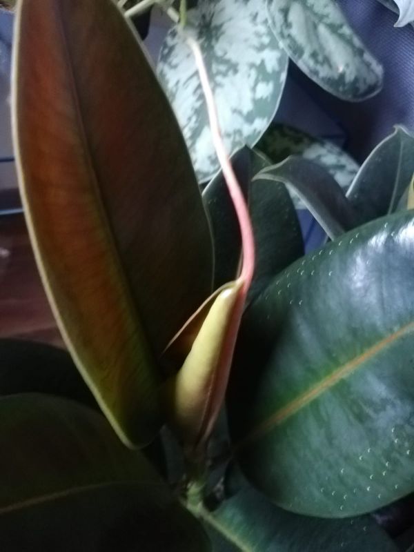 Ficus elastica Melany