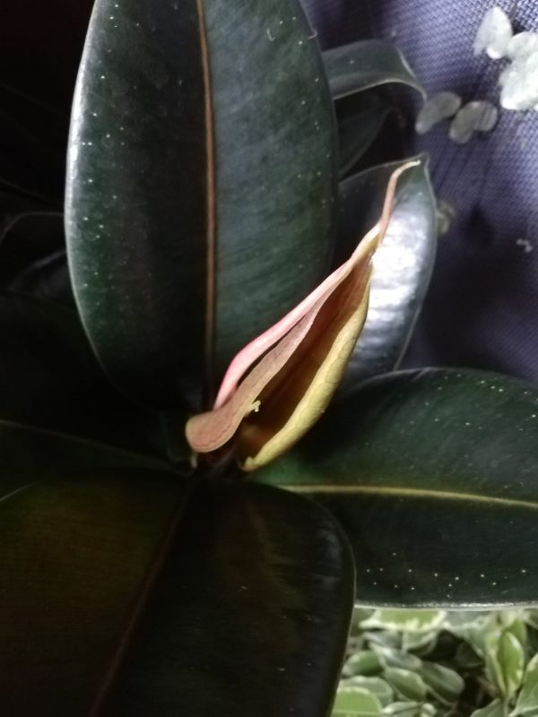 Ficus elastica Melany