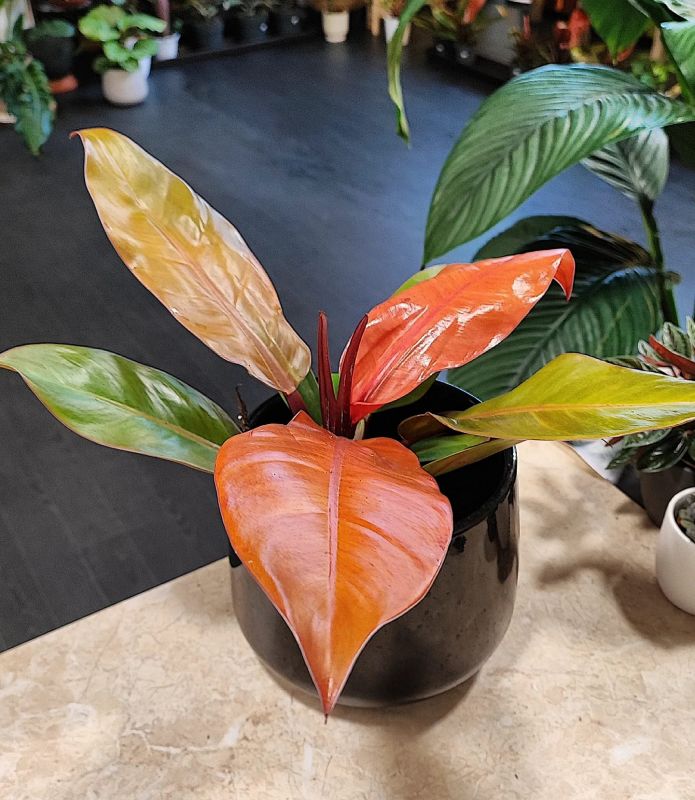 Philodendron Prince of Orange