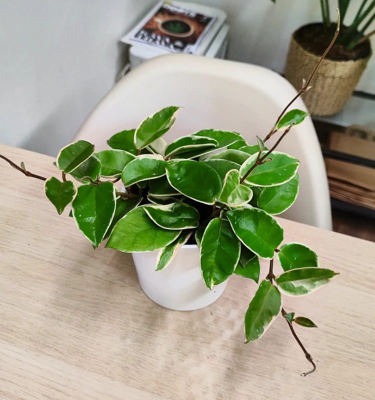 Hoya carnosa Krimson Queen