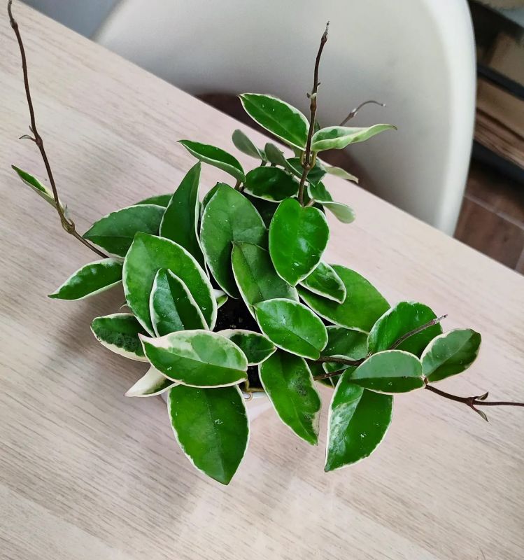Hoya carnosa Krimson Queen