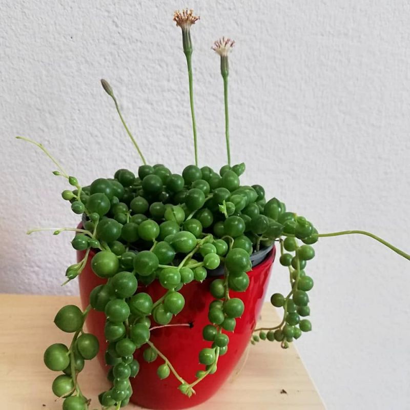 Senecio Rowleyanus 