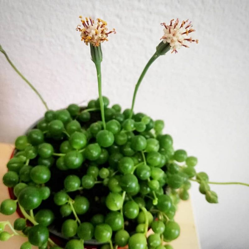 Senecio Rowleyanus 