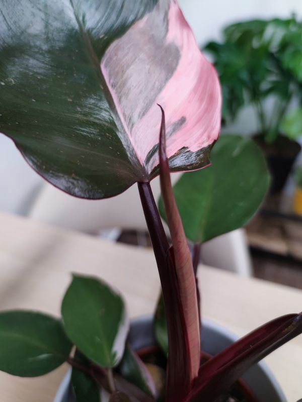 Philodendron Pink Princess