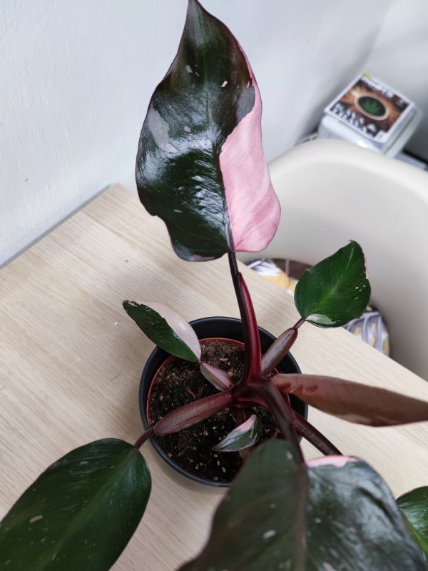Philodendron Pink Princess