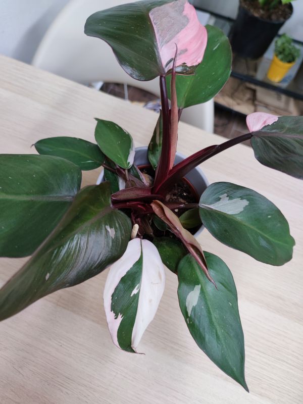 Philodendron Pink Princess