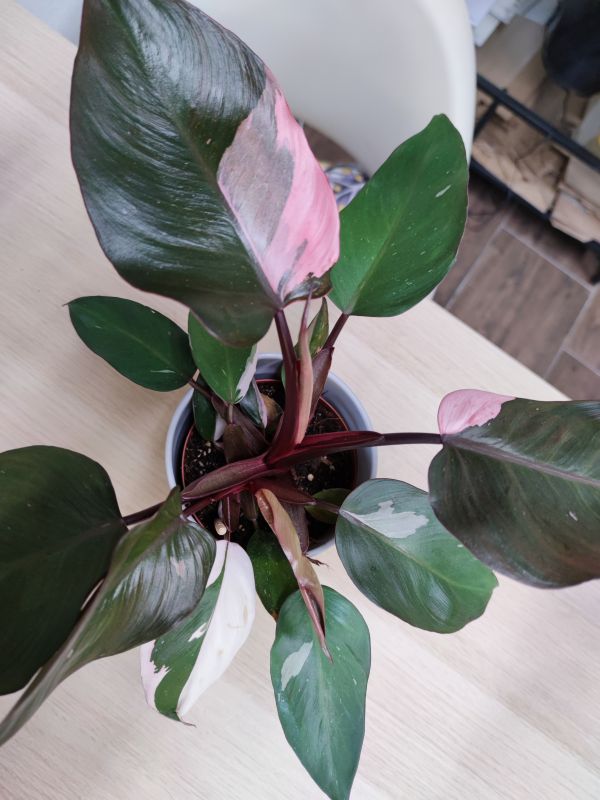 Philodendron Pink Princess