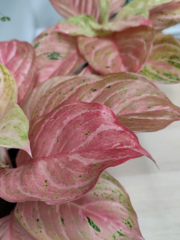 Aglaonema Chinese Evergreen Bidadari