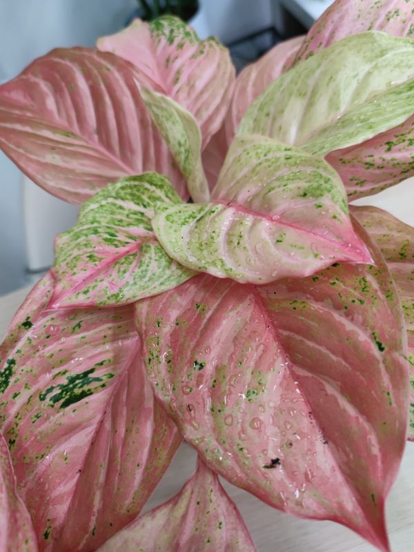 Aglaonema Chinese Evergreen Bidadari