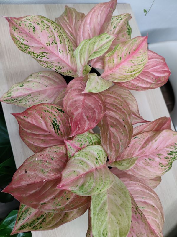 Aglaonema Chinese Evergreen Bidadari