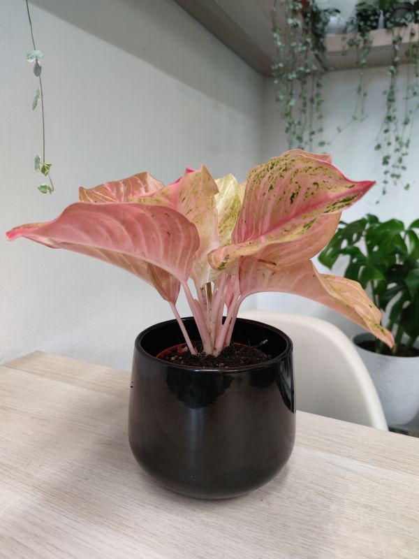 Aglaonema Chinese Evergreen Bidadari