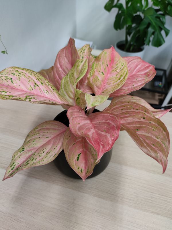 Aglaonema Chinese Evergreen Bidadari