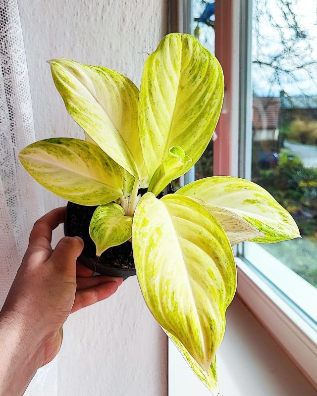 Aglaonema Arctic Lime