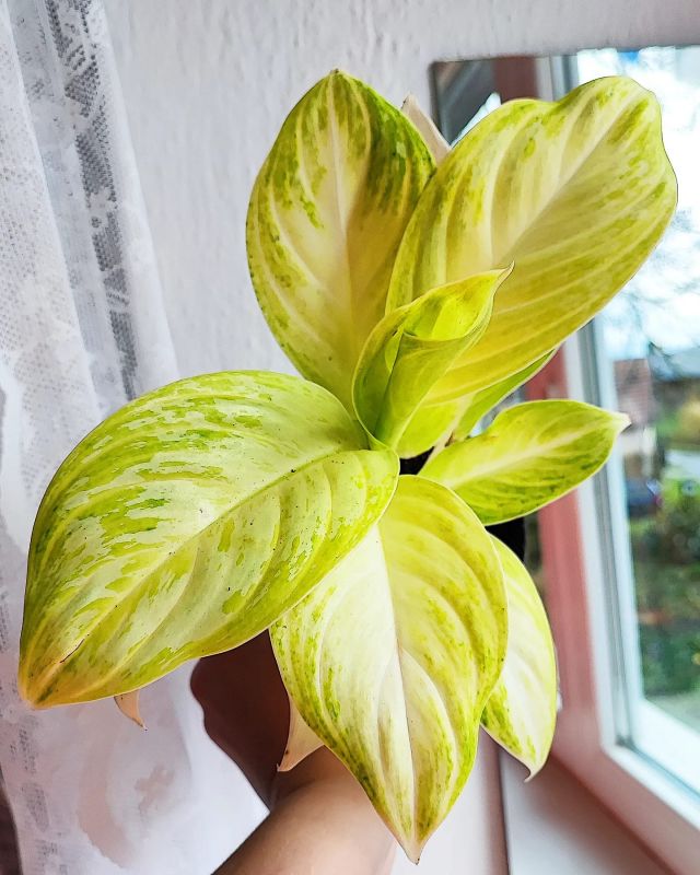 Aglaonema Arctic Lime