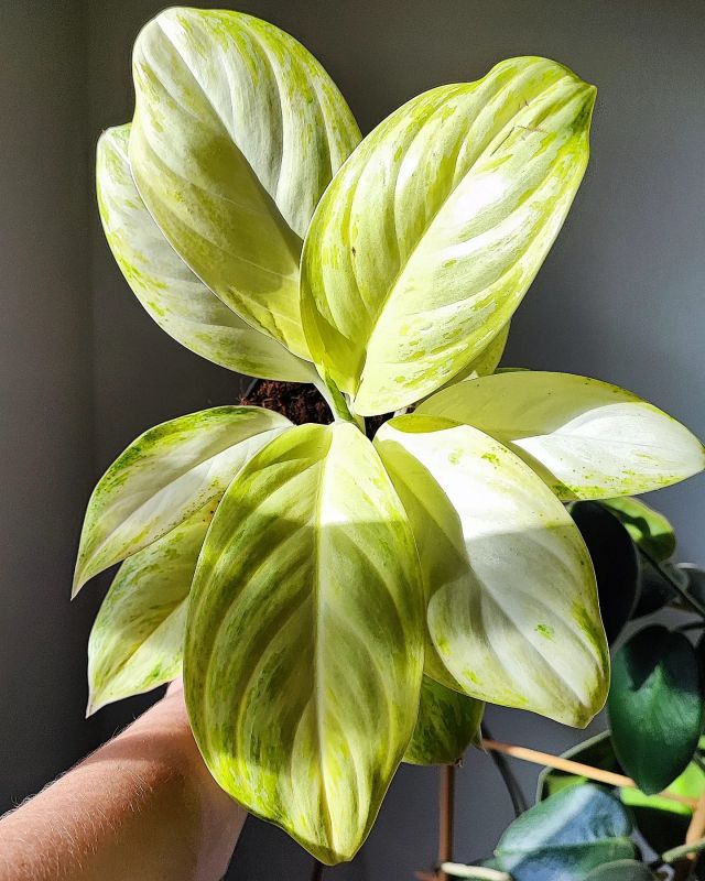 Aglaonema Arctic Lime