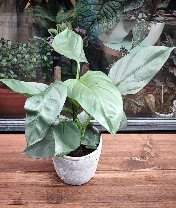 Philodendron Hastatum Grey Silver Sword. Stříbrný meč