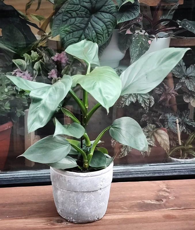 Philodendron Hastatum Grey Silver Sword. Stříbrný meč