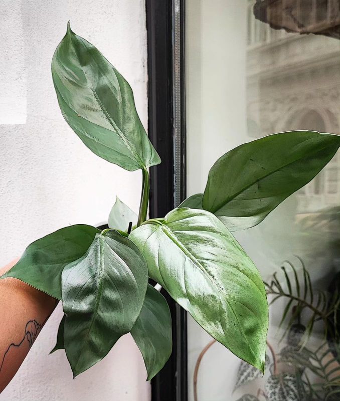 Philodendron Hastatum Grey Silver Sword. Stříbrný meč