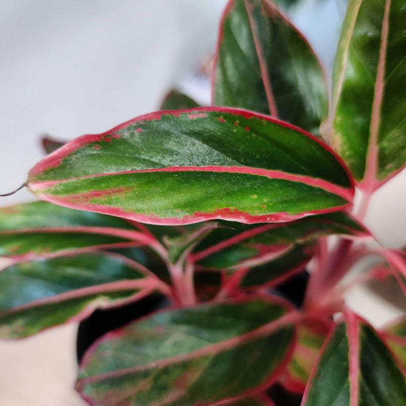 Aglaonema commutatum Lipstick
