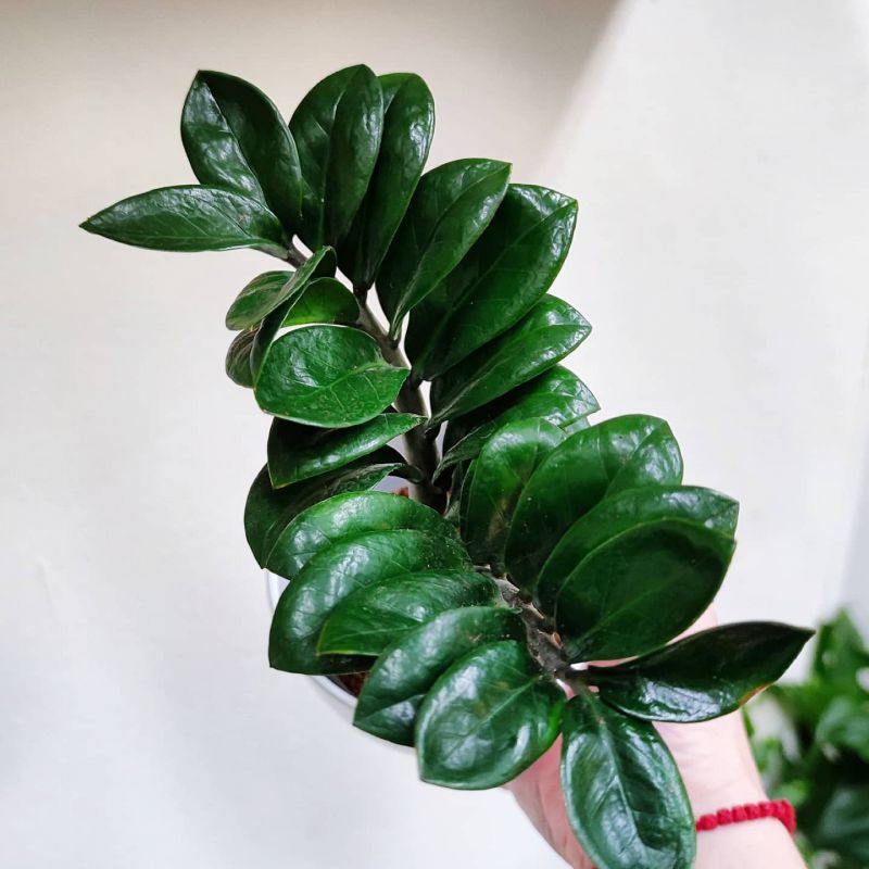Zamioculcas Zenzi baby