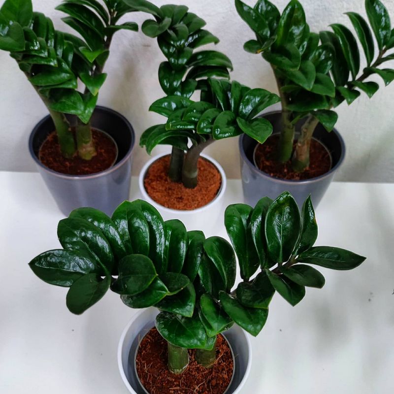 Zamioculcas Zenzi baby