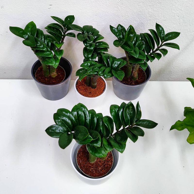 Zamioculcas Zenzi baby