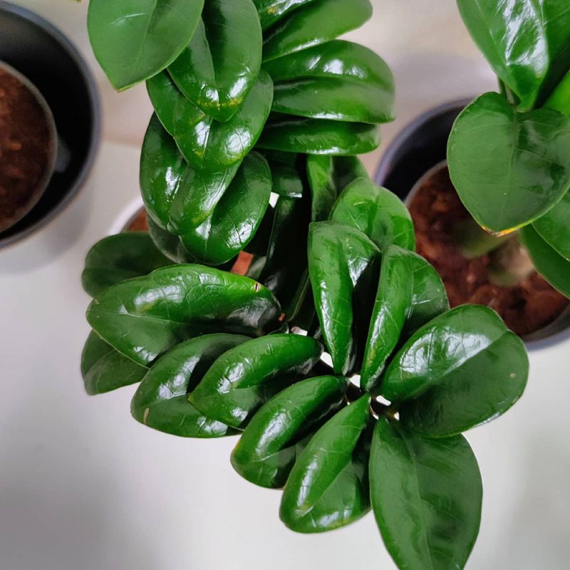 Zamioculcas Zenzi baby