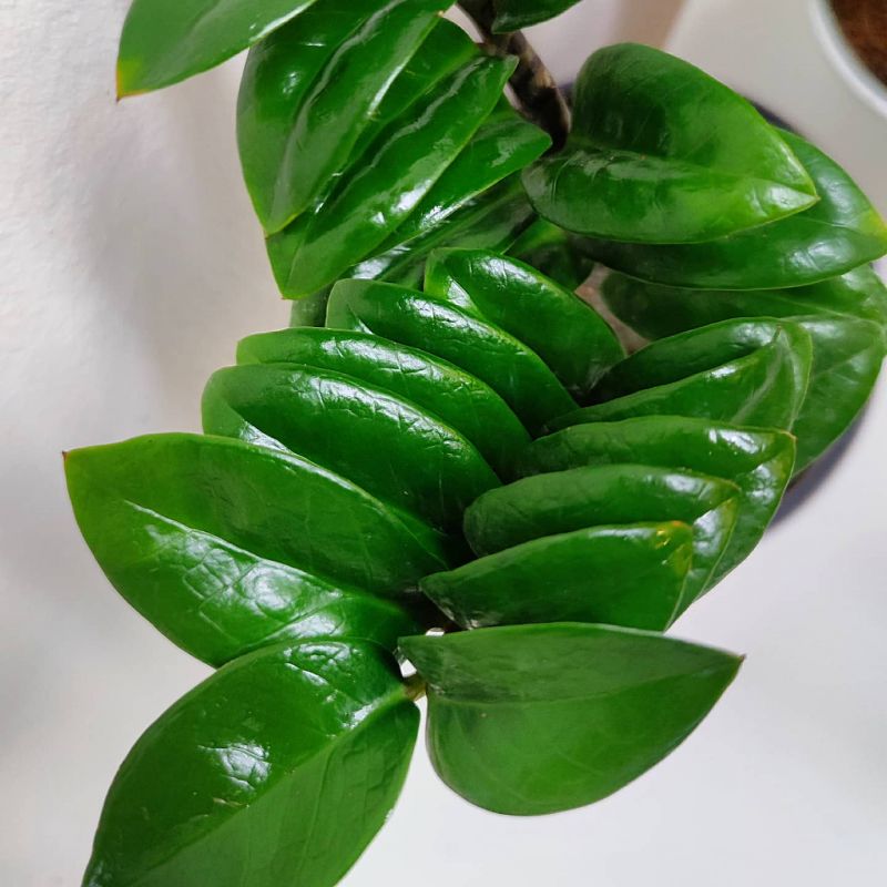 Zamioculcas Zenzi baby