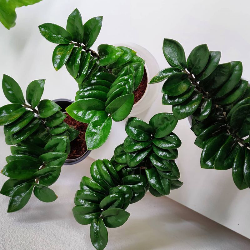 Zamioculcas Zenzi baby