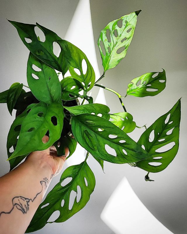 Monstera laniata