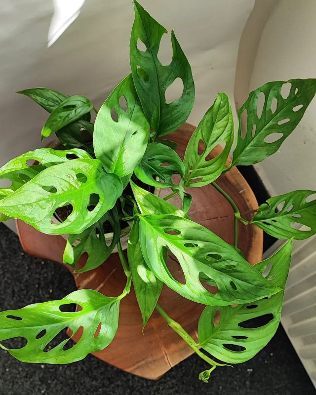 Monstera laniata