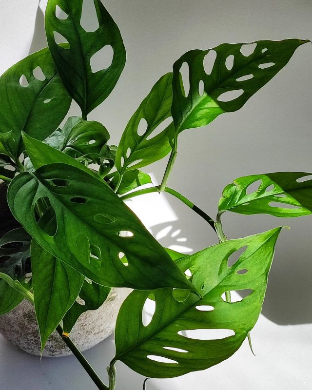 Monstera laniata