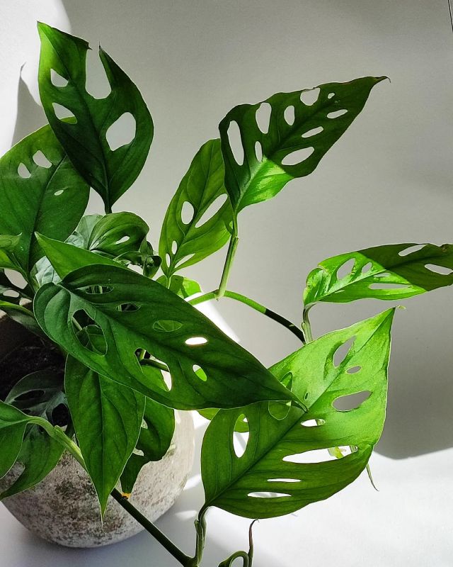 Monstera laniata