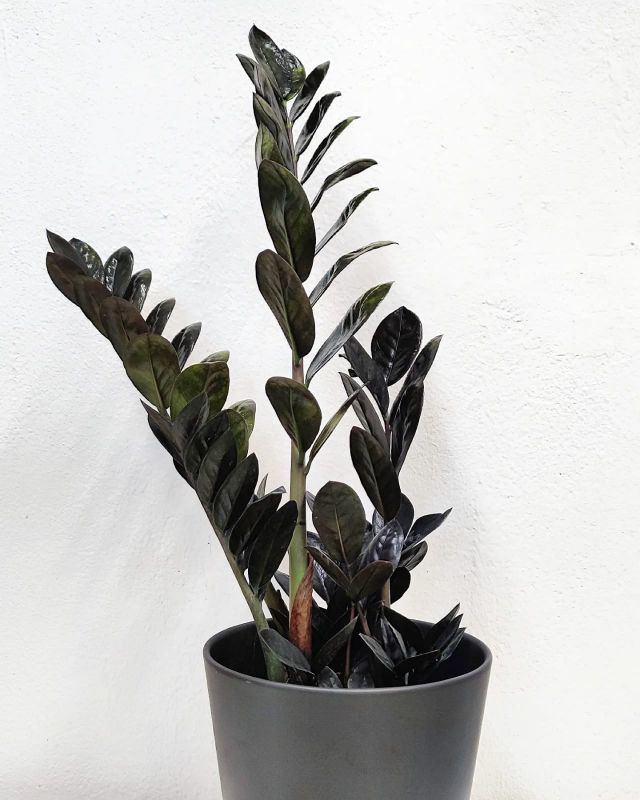 Zamioculcas Raven