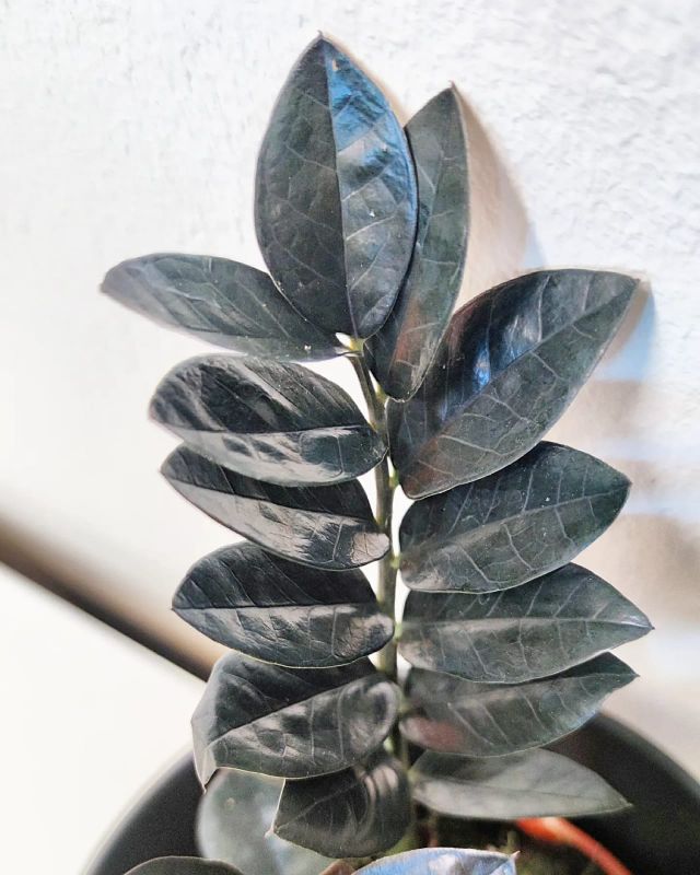 Zamioculcas Raven