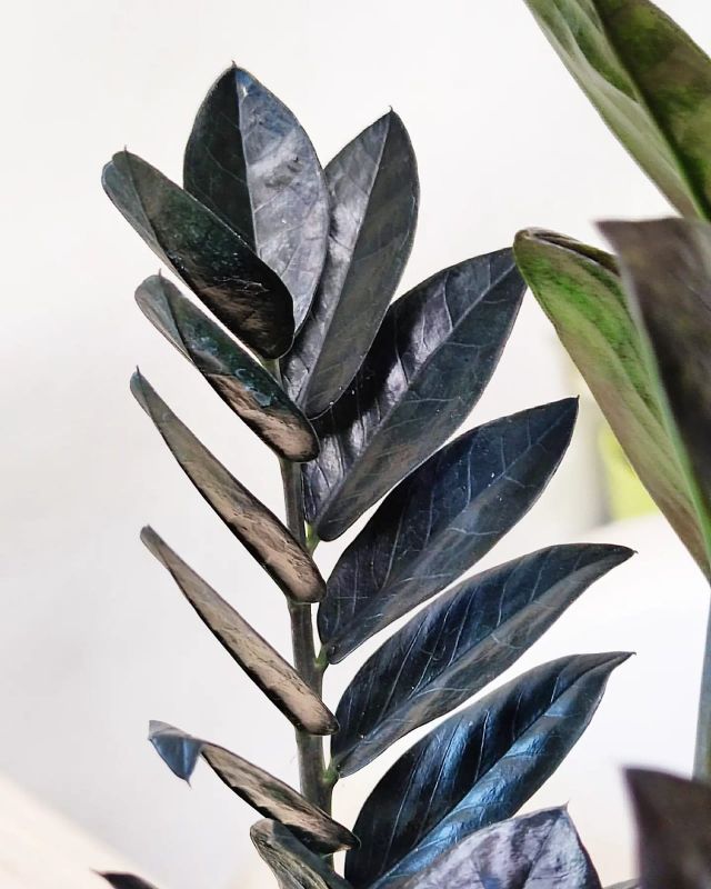 Zamioculcas Raven