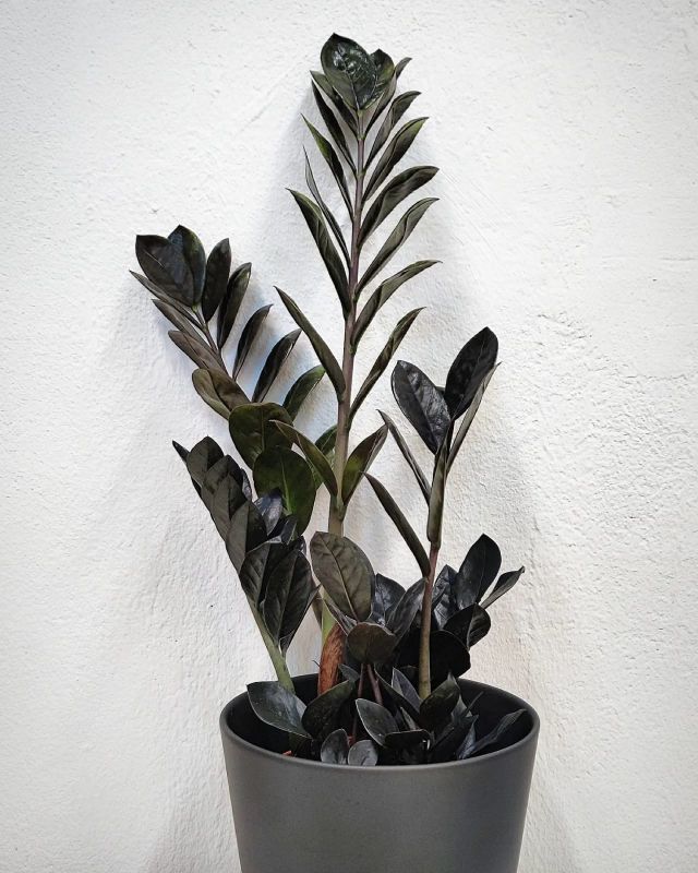 Zamioculcas Raven