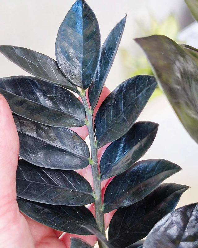 Zamioculcas Raven
