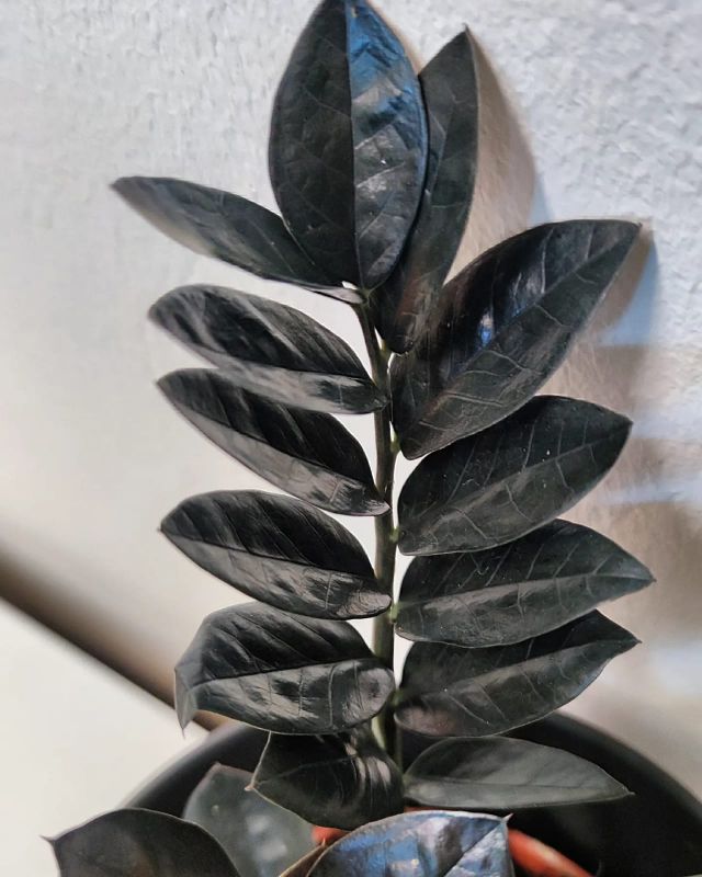 Zamioculcas Raven
