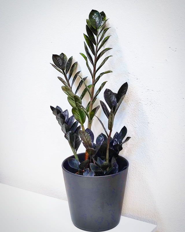 Zamioculcas Raven