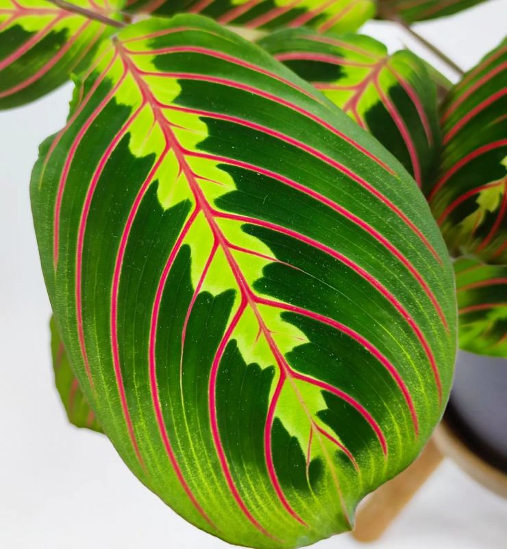 Maranta leuconeura fascinator