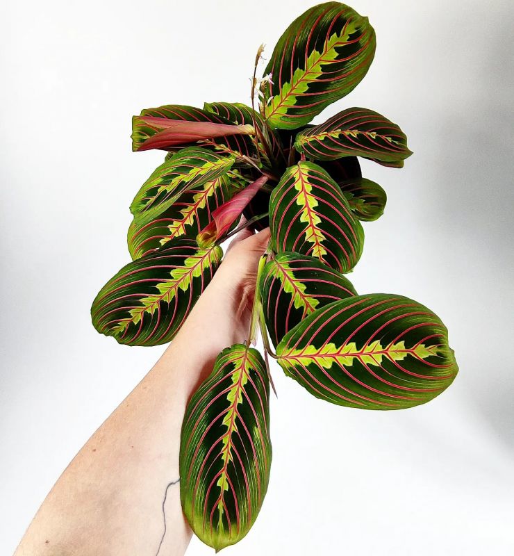 Maranta leuconeura fascinator