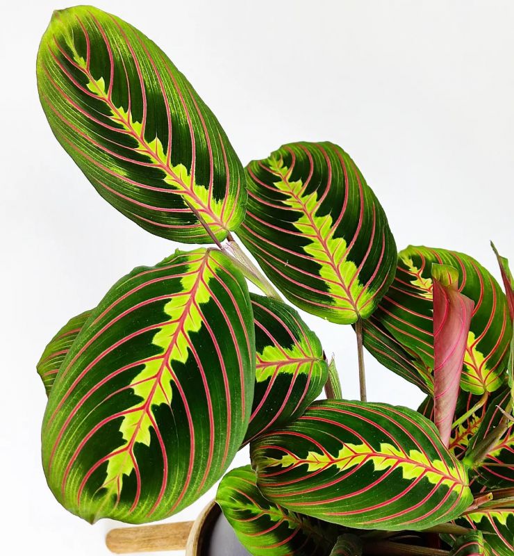 Maranta leuconeura fascinator