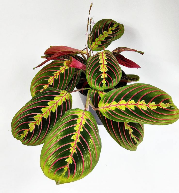 Maranta leuconeura fascinator