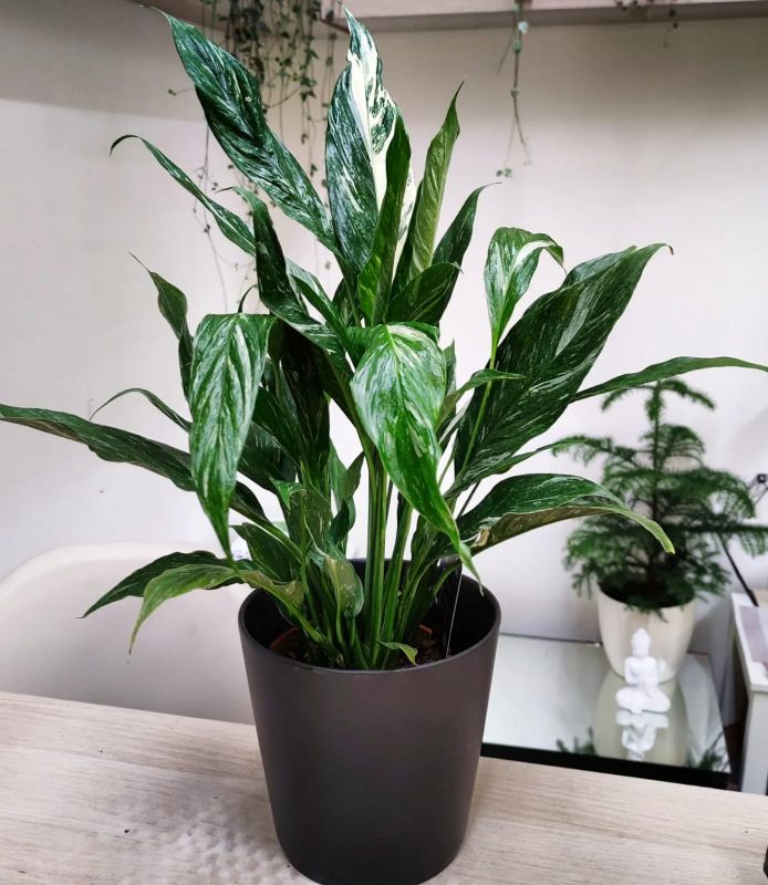 Spathiphyllum Diamond cupido