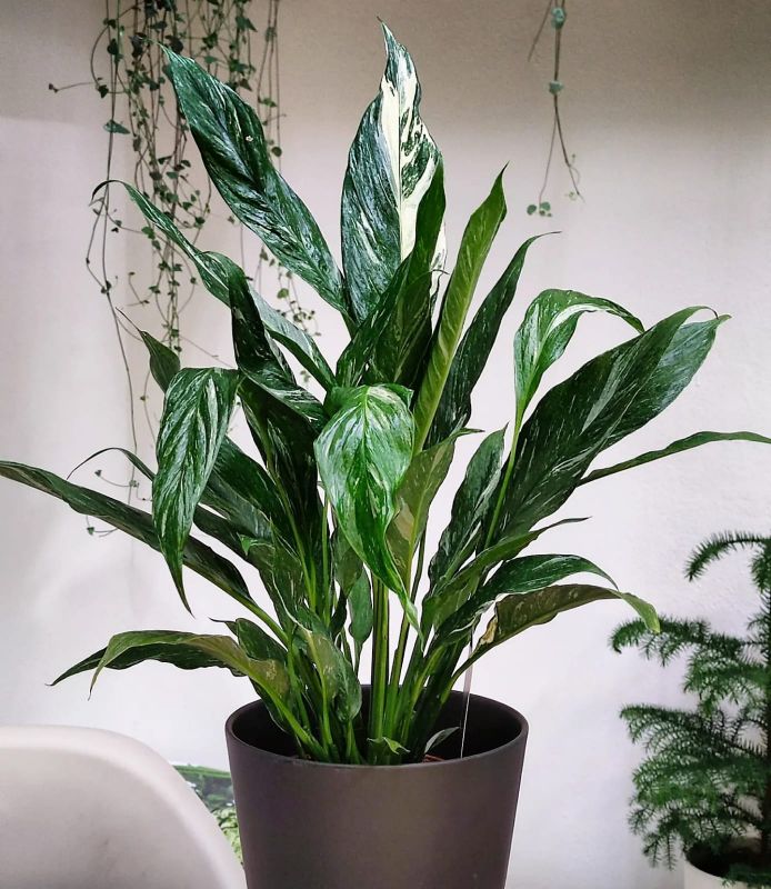 Spathiphyllum Diamond cupido