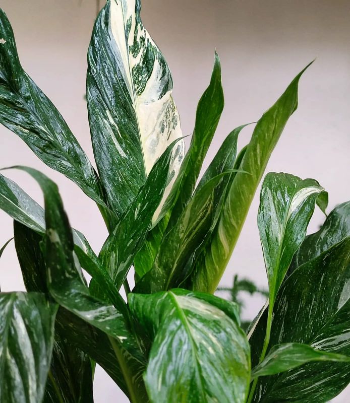 Spathiphyllum Diamond cupido