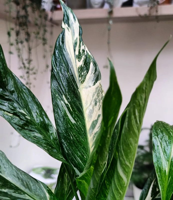 Spathiphyllum Diamond cupido