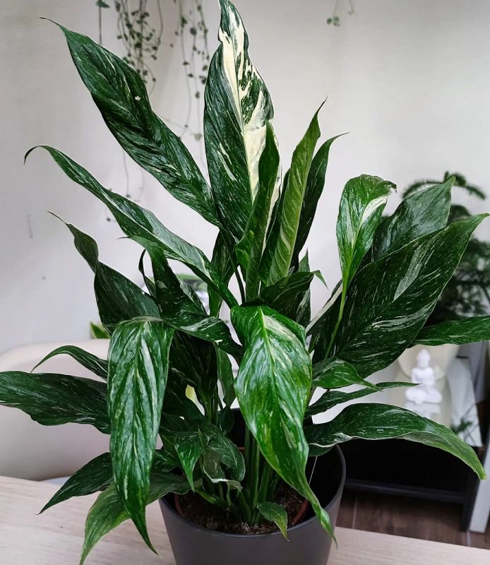 Spathiphyllum Diamond cupido