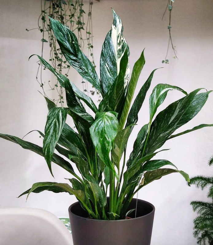Spathiphyllum Diamond cupido